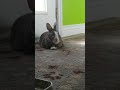 Rabbit eating a slice of peach