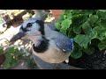 Bluejay