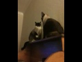 'vicious' cat fight