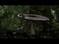 Rainstorm Sound for Relaxing, Focus mushroom | Nature White Noise | 1 Hour Rain Video