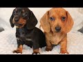 Dachshund puppies growing up! From 1 hour to 8 weeks