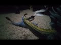 Atrociraptor Vs Dragon | (Part 2/2)