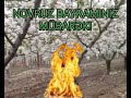 RAMAZAN ƏTİRLİ NOVRUZ BAYRAMINIZ MÜBARƏK!