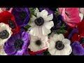20 Stunning Shade Loving Flowers