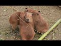 Cute and Funny Moments with 🥰 Capybara Compilation : 10 Interesting Facts about Capybara