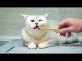 British Shorthair Cat: The Pros & Cons of Owning One