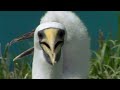 FALCON VS. EAGLE! WHO IS THE TRUE MASTER OF THE SKY? | Wildlife Documentary | 4K Animal Documentary