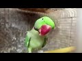 Indian Ring Neck Talking Parrot - Indian Parrot Talking Mitthu