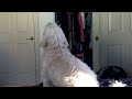 Puppy howling