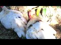 Rooster and Hen taking a dirt bath