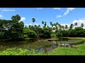 Countryside walk tour in India | Thottungal ,Thadanara village walk | Kollengode | kerala | India