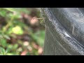 Young Carolina Mantis jumping for cover, Alexandria, Va, July 19, 2019