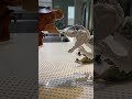 Jurassic world battle scene stop motion Lego