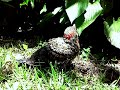 Rescued Northern (Yellow Shafted) Flickers