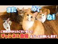 新しく増えたサビ猫のモアちゃんと帰宅前に遊び尽くします