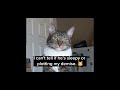 Cat's NOT to be trusted 😼 #cat #cats #catvideo