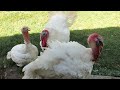 Broad Breasted White Turkeys