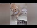 Try Not To Laugh Challenge😽Funny and Cute CAT Videos Compilation 2024😸🐶