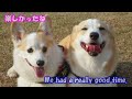 コーギーゆき＆ゆめ　ドッグランで走ろう！Corgi's YUKI & YUME Let's run at the dog park!