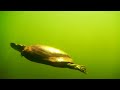 THE UNDERWATER WORLD OF THE EASTERN PAINTED TURTLE with Chris Walklet