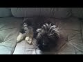 Shih Tzu puppy Franco weird snoring