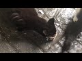 Feeding Feral Cats