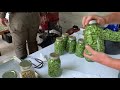 Growing Picking and Canning Blue Lake Bush Green Beans - Homesteading To Grow Your Own Food