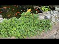 Sweet Shih Tzu resting 💜 Lacey dog loves her cooling mat 🥶 | Koi and goldfish pond fish feeding 🐟