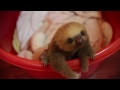 cute baby sloth in costa rica, meet Hope