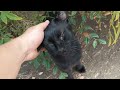 black and white cat and black cat play around