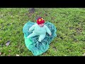 The Very Hungry Caterpillar Movie - Live Action
