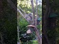 The Best Squirrels Video I've Ever Got (sorry about the unsteady view)