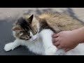 Maomao the cat episode two