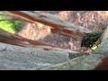 You won’t believe what this cicada does next...