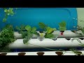 Easy and Affordable Aquaponic Indoor Garden