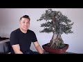 How to Maintain a Large Olive Bonsai (Dealing with Dead Branches)