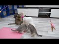Funniest Animals 2024 😆 New Funny Cats and Dogs 😻🐶 Part 23