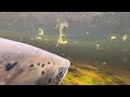 10lb springer caught on the fly | Dochfour | salmon fishing Scotland 2024 🏴󠁧󠁢󠁳󠁣󠁴󠁿