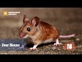 20 Different Types Of Rodents In The World