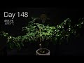Growing Jalapeno from Seed to Harvest Time Lapse