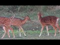 4K Wild Animals | Animals & Birds | Relaxing Nature Sounds