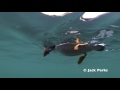 Puffins Underwater at Skomer