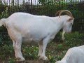 Goat dosing off