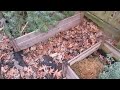 Let's go to the compost pile with Mrs. Guppy, our Skye Terrier dog