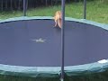 Foxes Jumping on my Trampoline