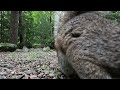 Squirrel ASMR