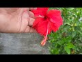 How to get maximum flowers in hibiscus || hibiscus care || desi hibiscus varieties