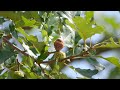 New England's Native Oak Trees