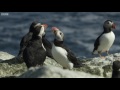 Cute Baby Puffin Sees World for the First Time! | World Beneath Your Feet | BBC Earth