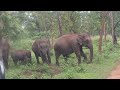 Elephant Attack at Bandipur Forest safari